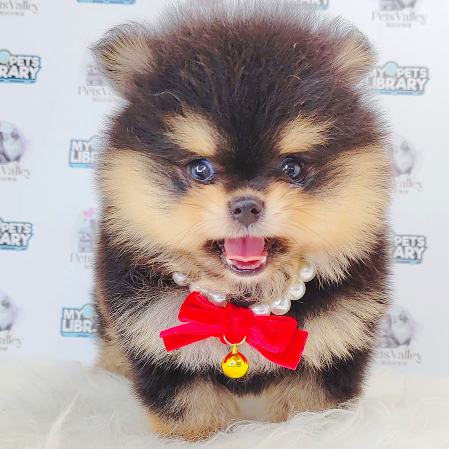 Pomeranian Puppy