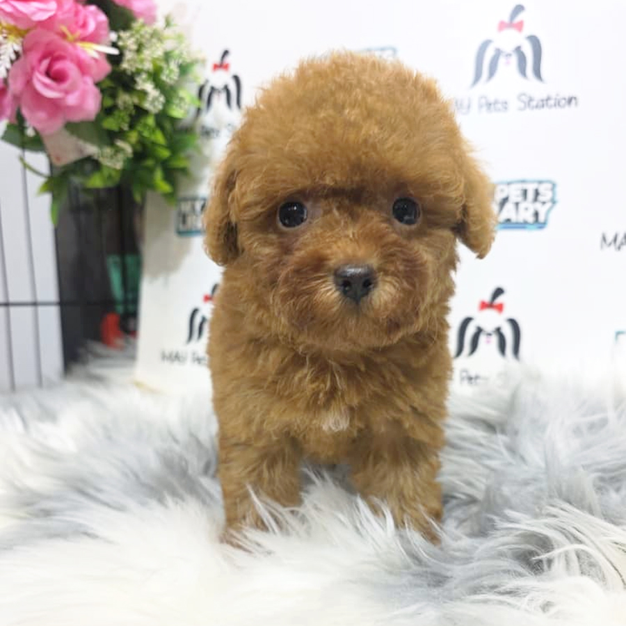 Tiny Poodle Puppy