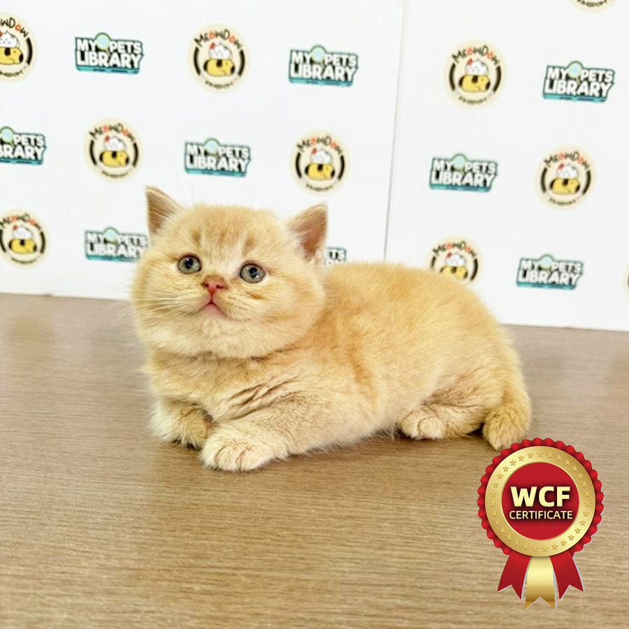 WCF British Shorthair Kitten