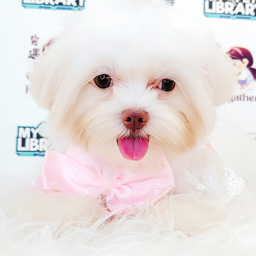 Maltese Puppy