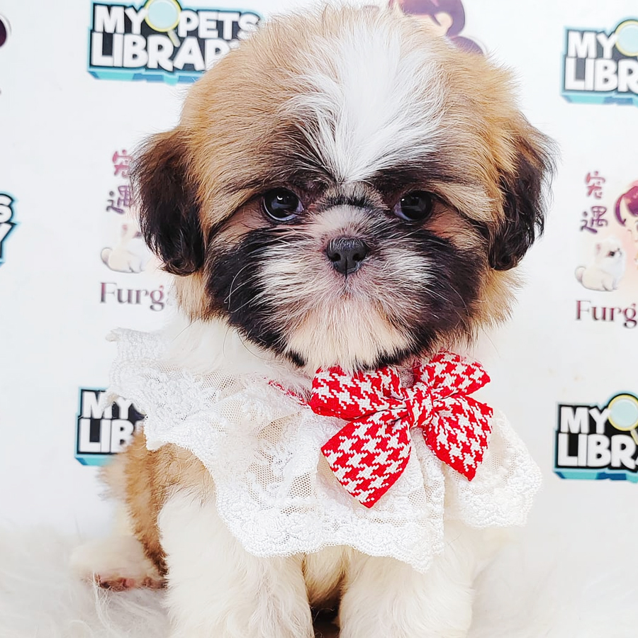Shih Tzu Puppy