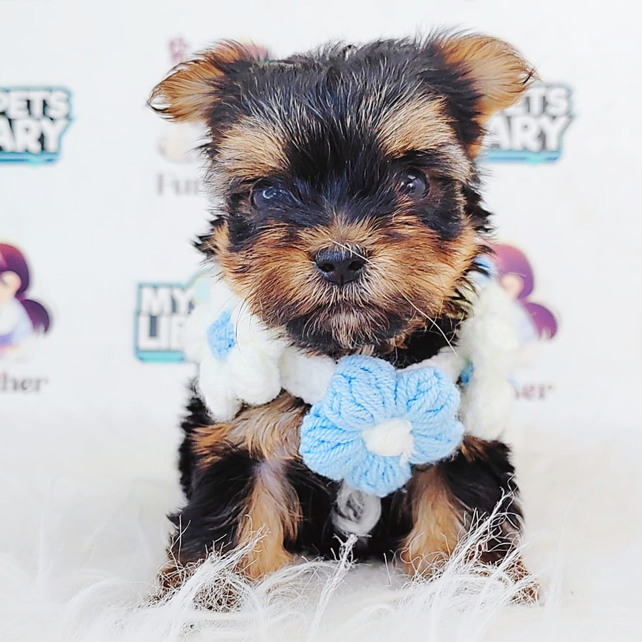 Teacup Yorkshire Puppy