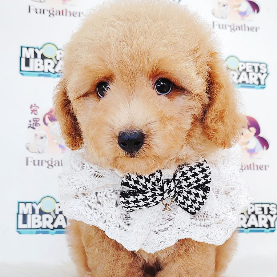 Poodle Puppy