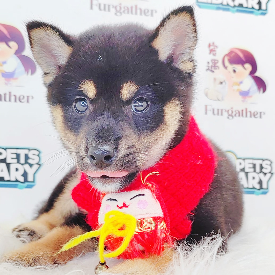 Shiba Inu Puppy