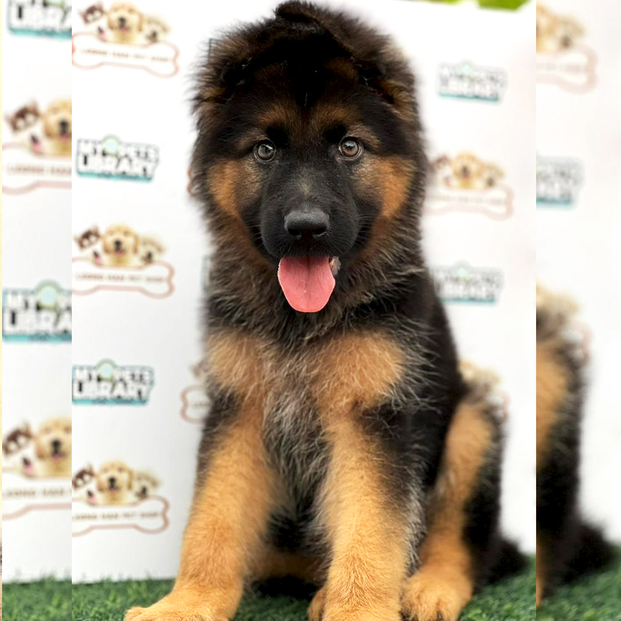 German Shepherd Puppy