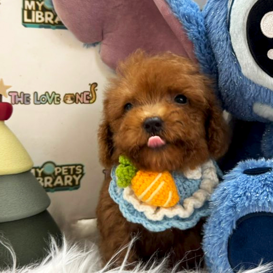 Tiny Teacup Poodle