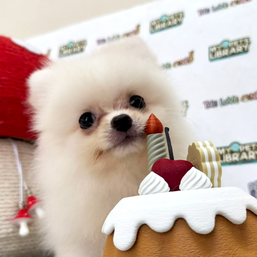 Tiny Pomeranian Puppy