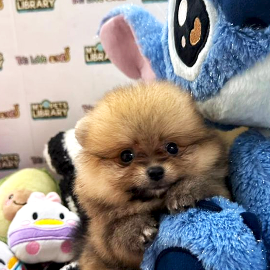 Tiny Pomeranian Puppy