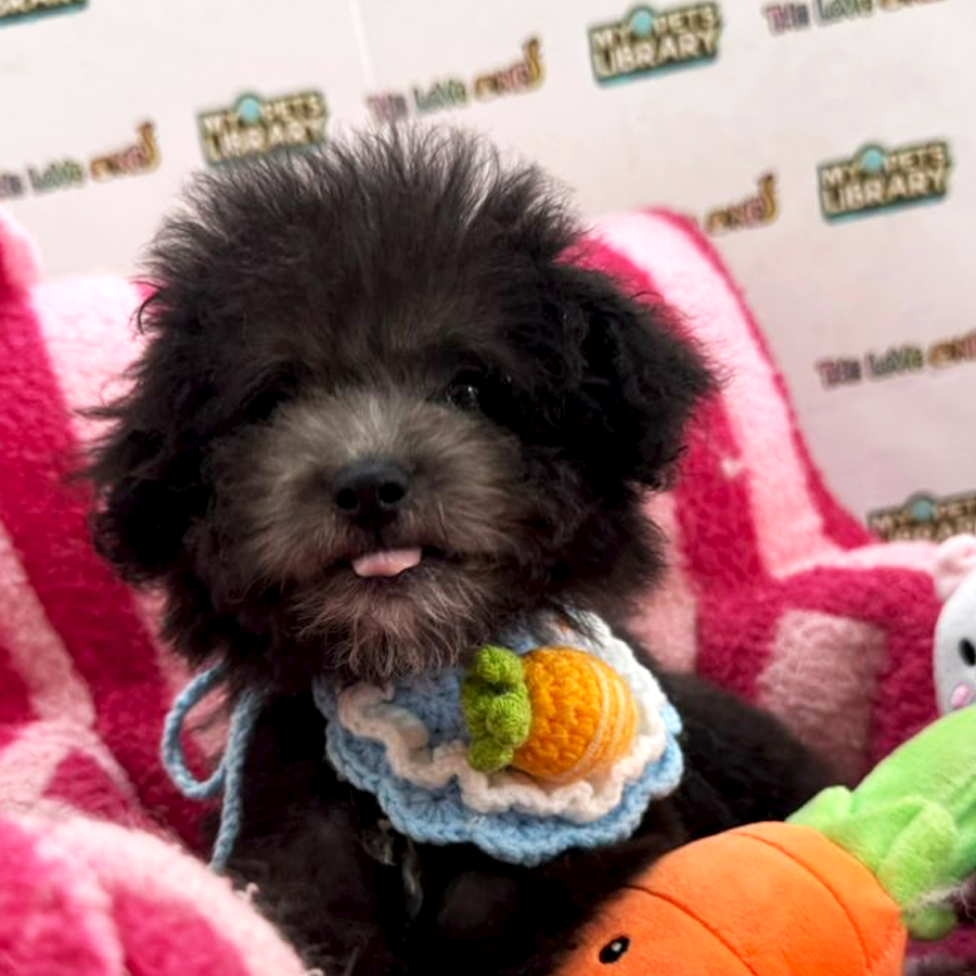 Tiny Toy Poodle Puppy