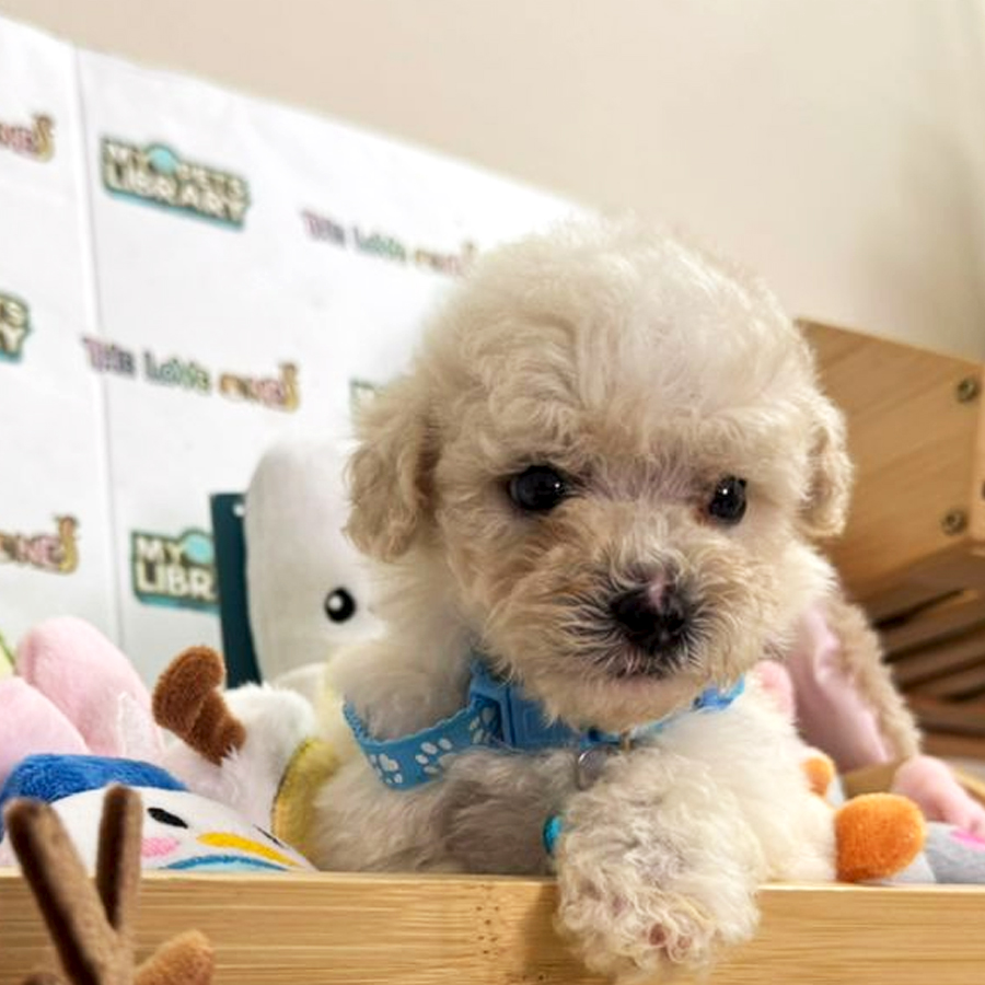 Tiny Toy Poodle Puppy