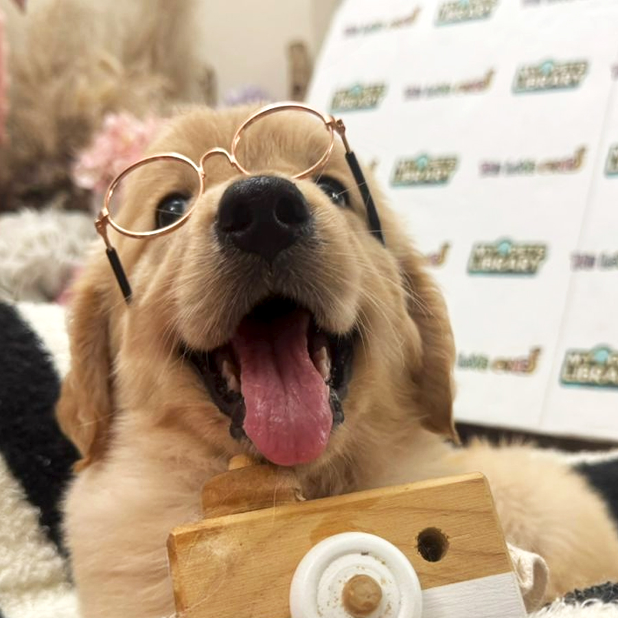 Golden Retriever Puppy