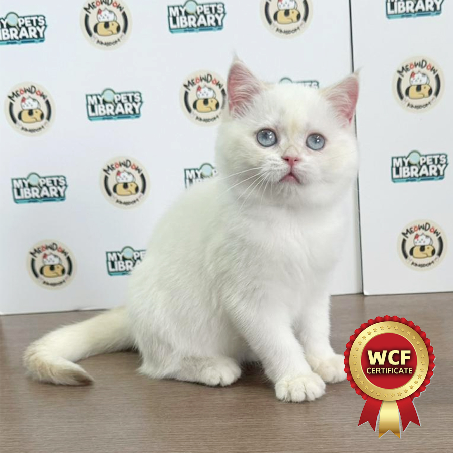 WCF British Shorthair Kitten