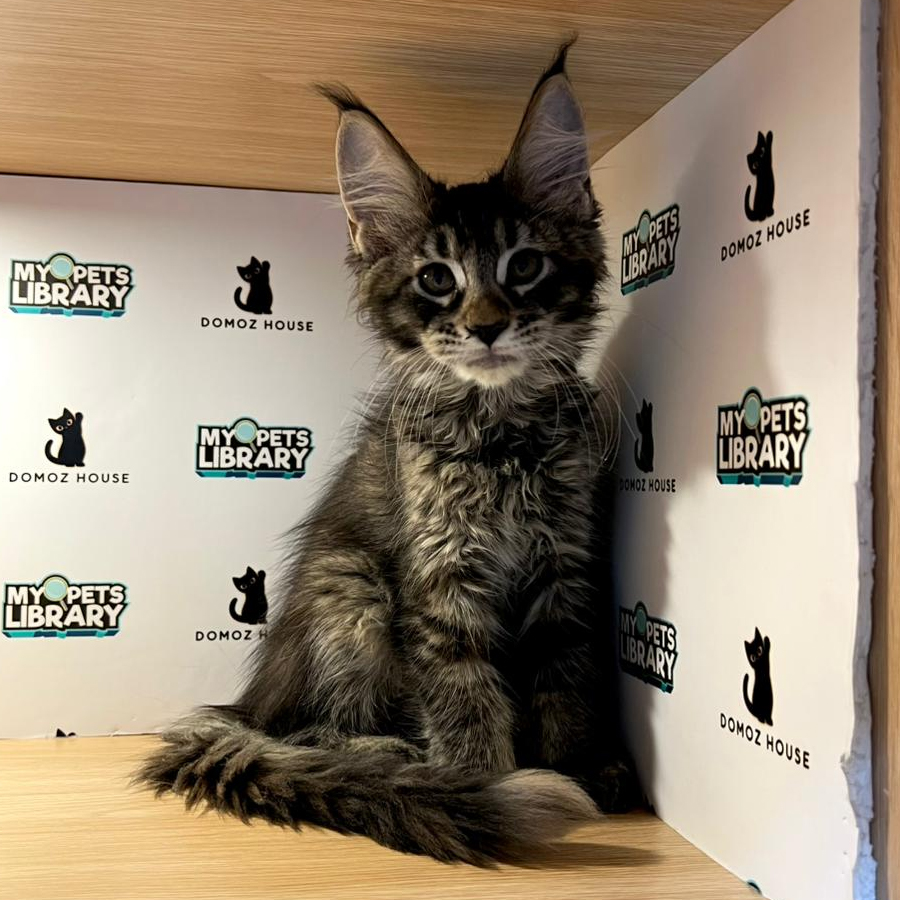Maine Coon Kitten