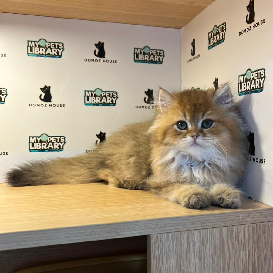 British Longhair Kitten
