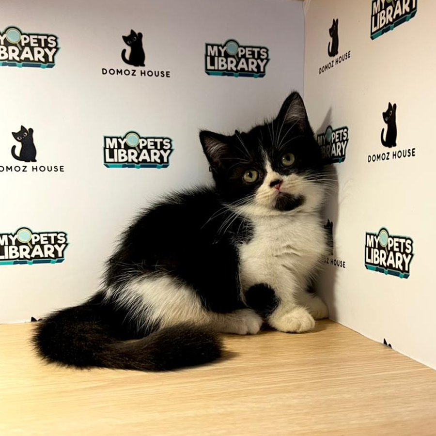 Munchkin Kitten