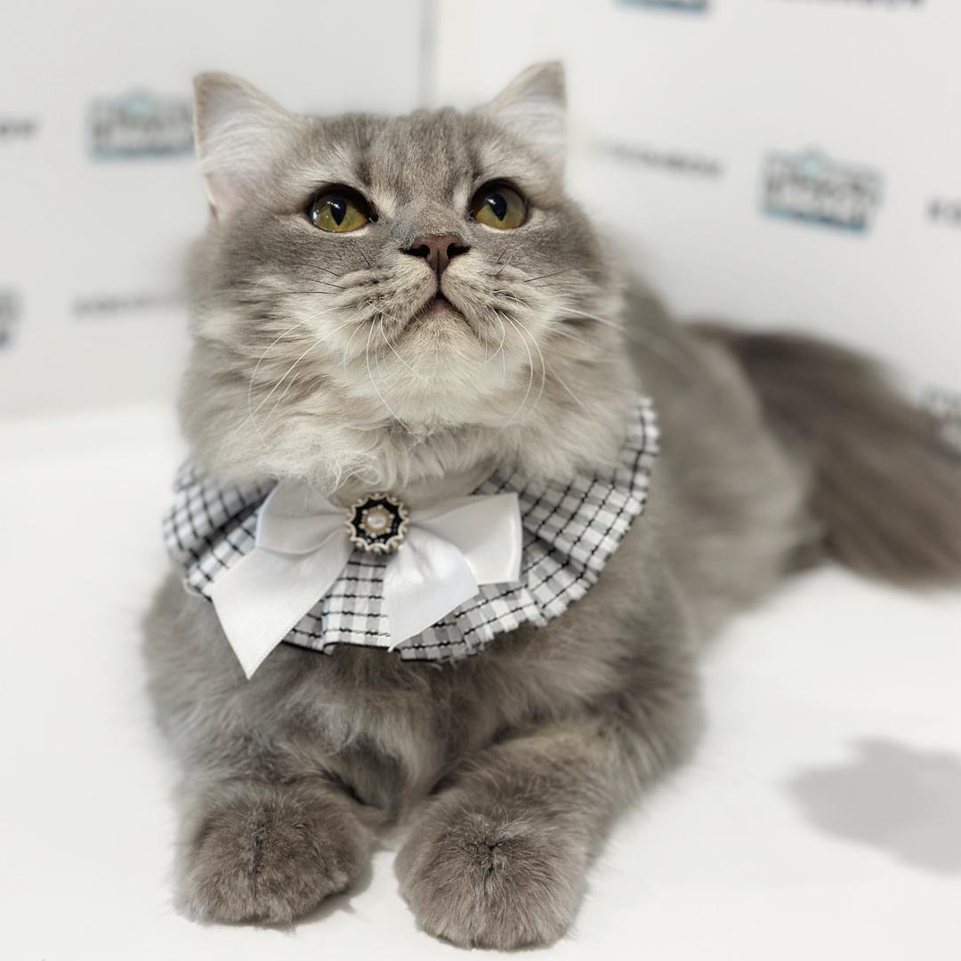 Scottishstraight Kitten