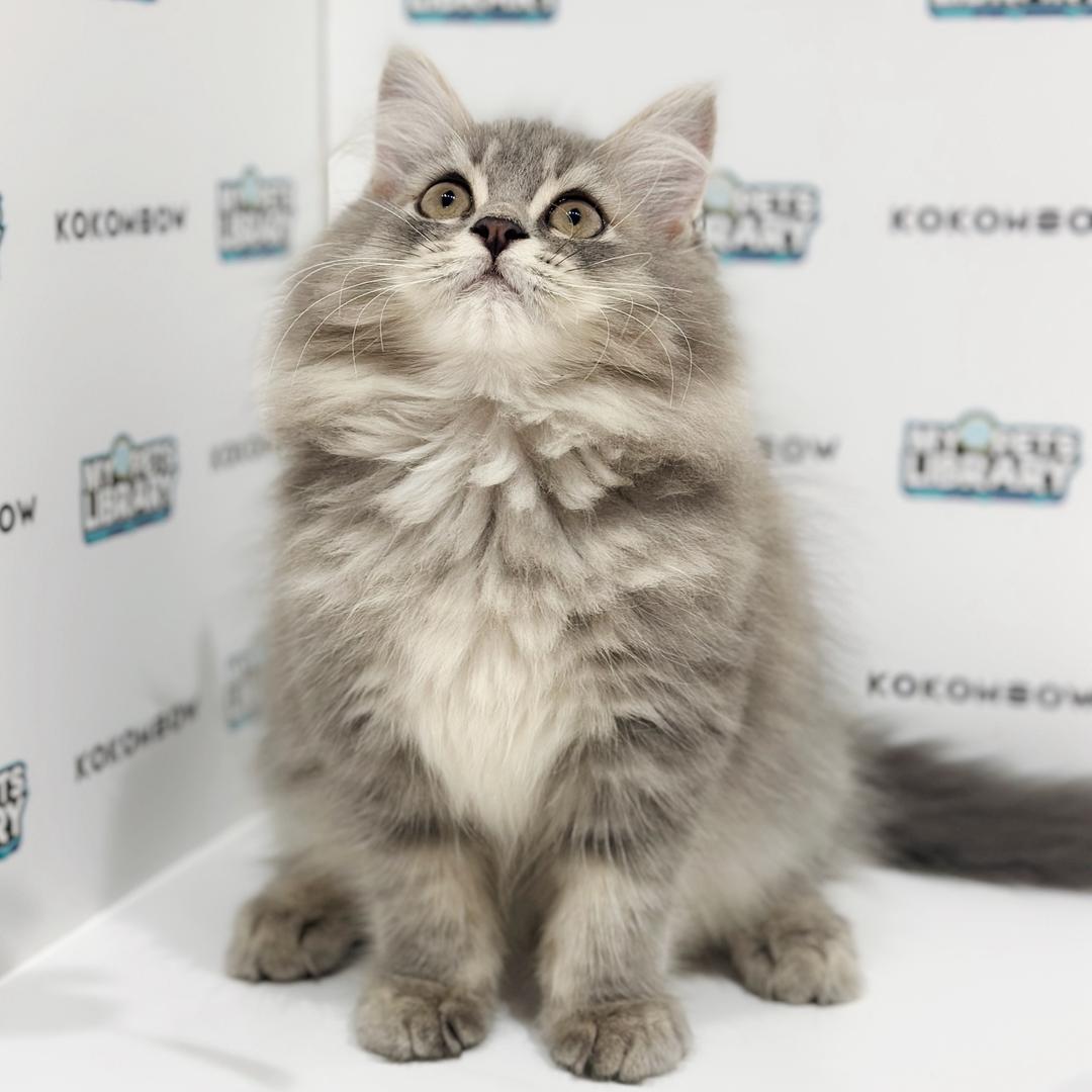 Persian British Longhair Kitten