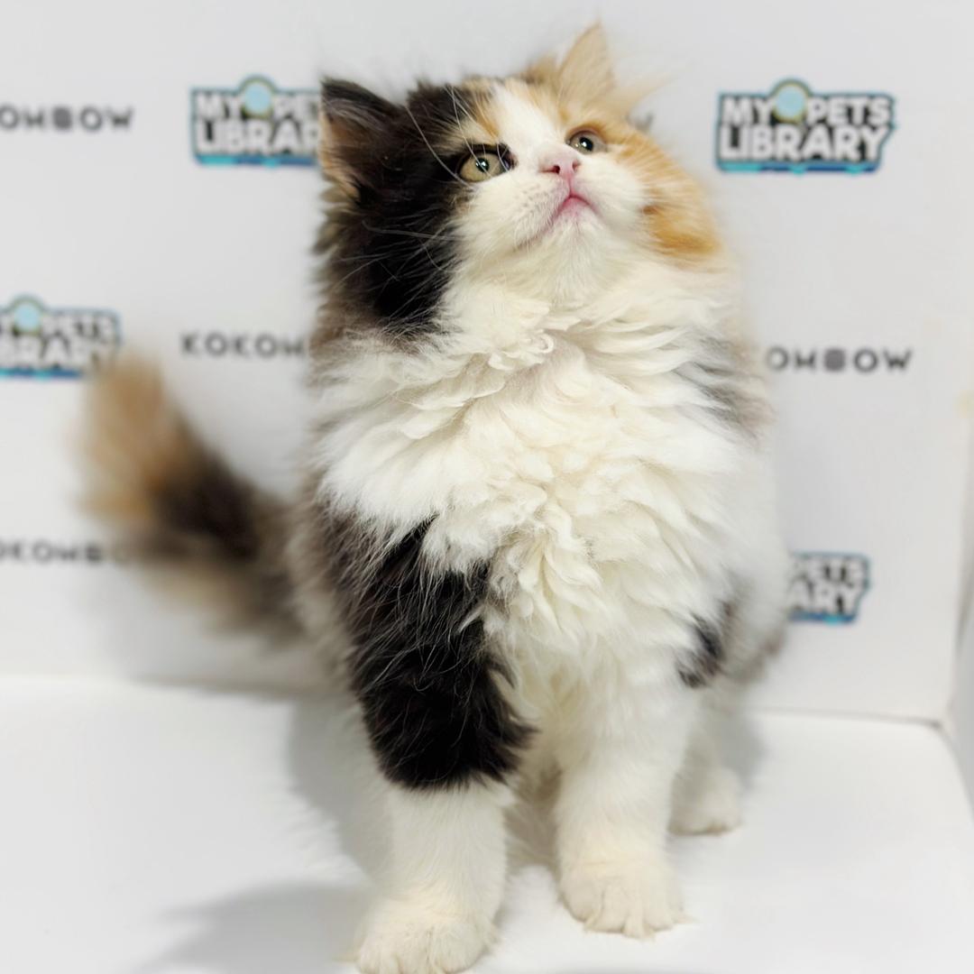 British Longhair Kitten