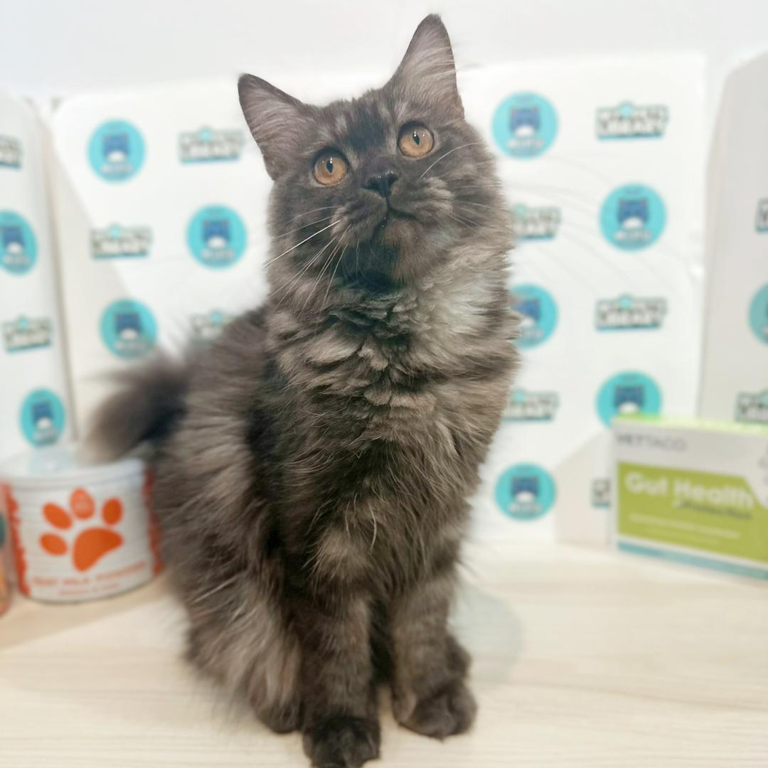 Maine Coon Persian Kitten