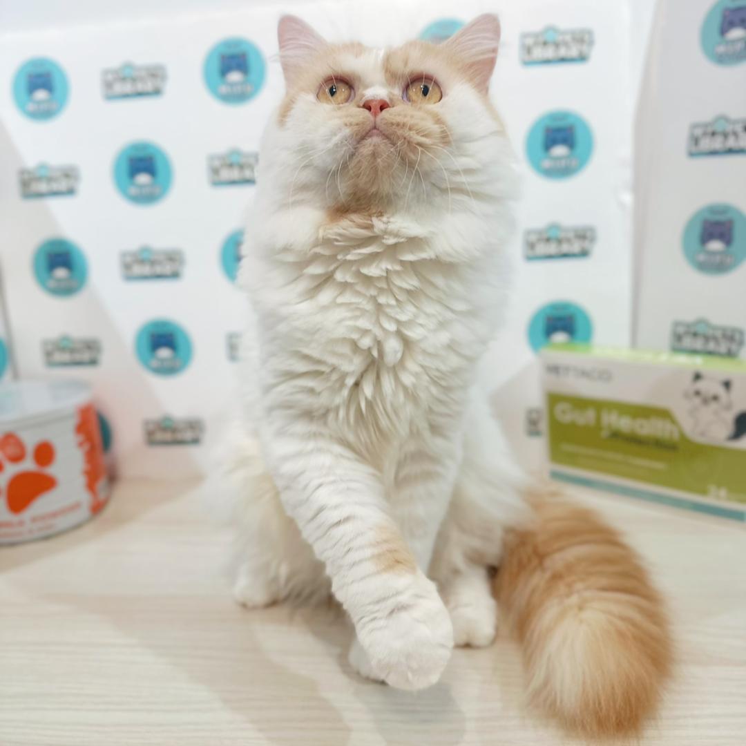 Persian Kitten