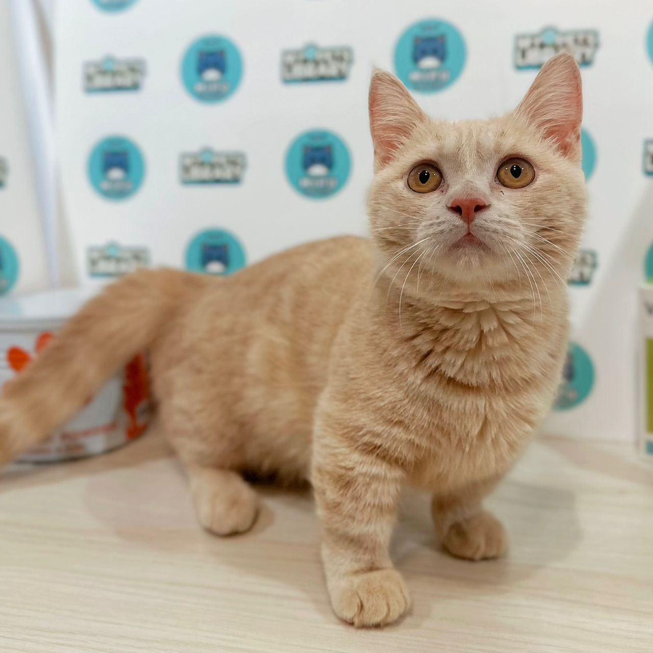 Super Short Munchkin British Shorthair Kitten