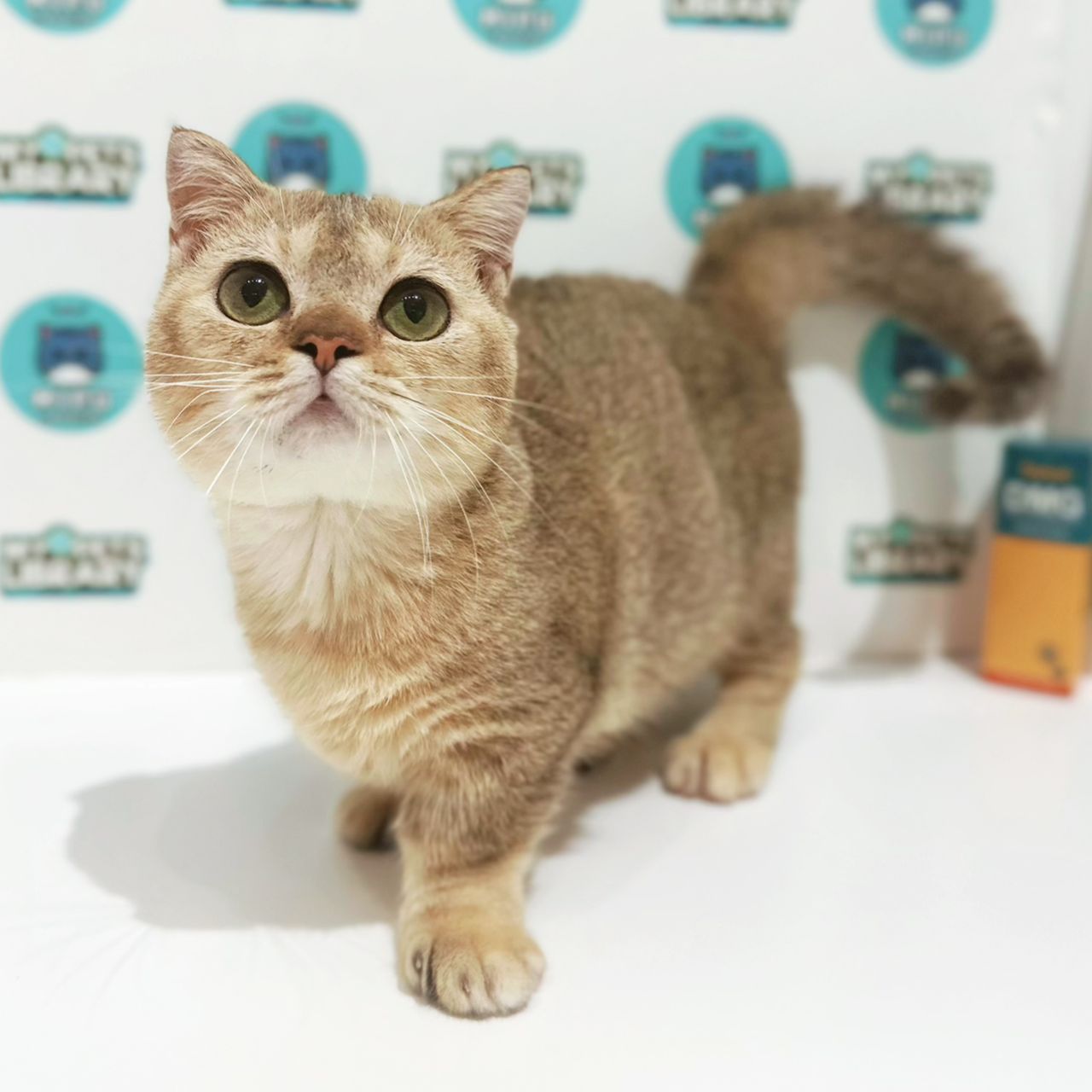 Super Short Munchkin British Shorthair Kitten