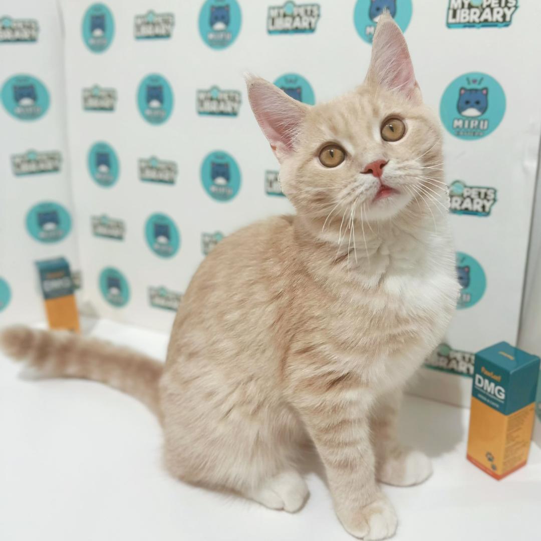 Maine Coon British Shorthair Kitten