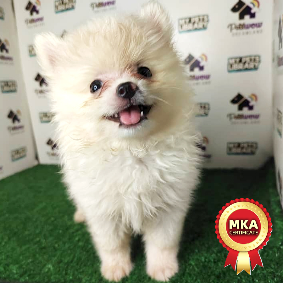 Pomeranian Puppy