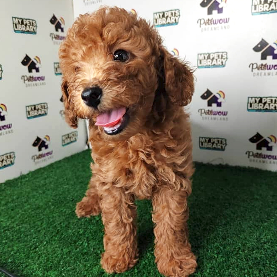 Poodle Puppy