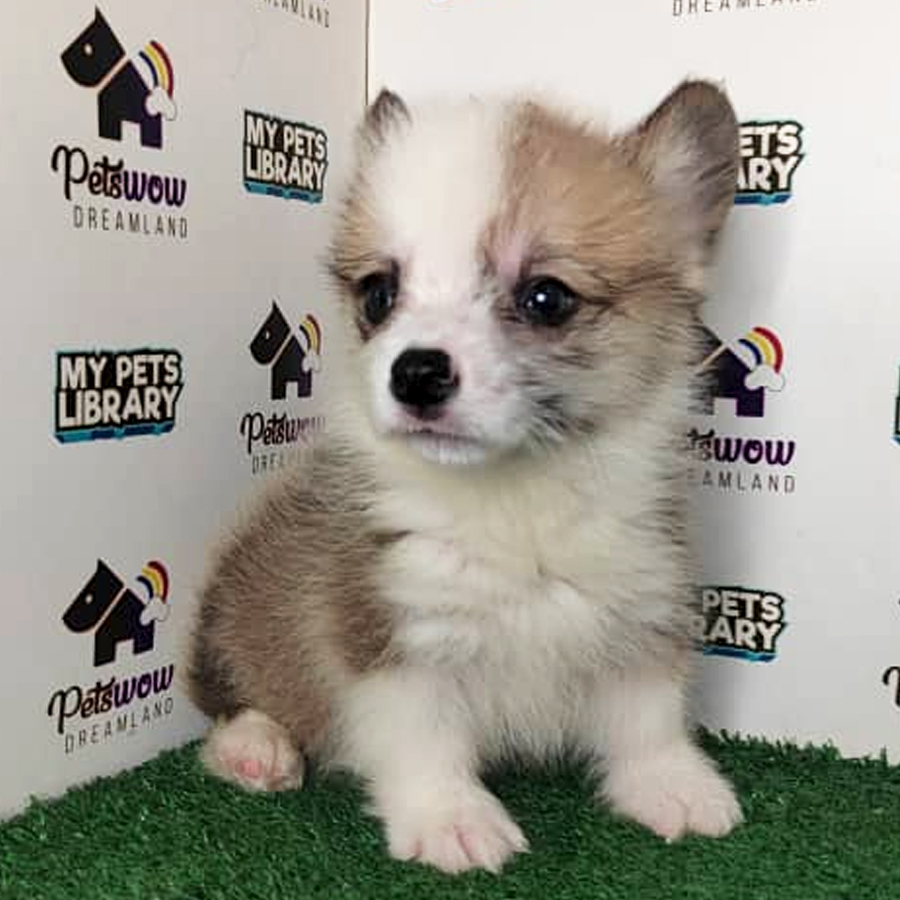 Pembroke Welsh Corgi Puppy