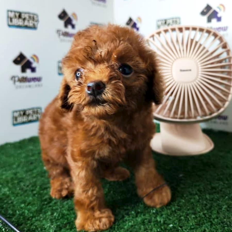 Poodle Puppy