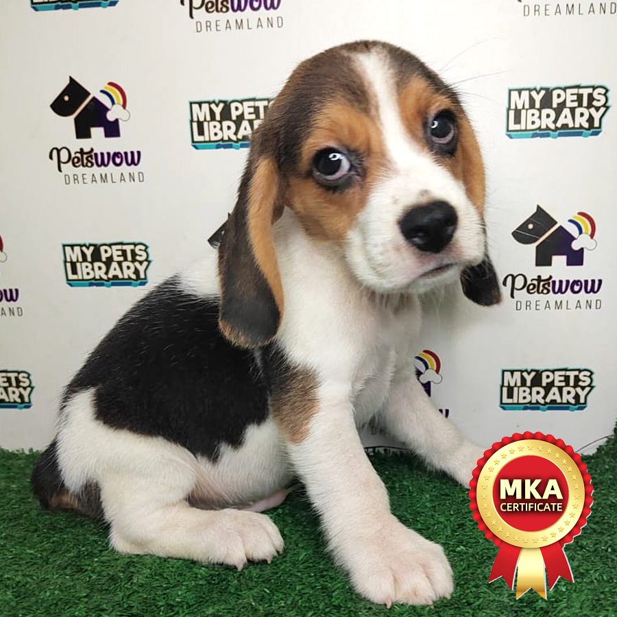 Beagle Puppy