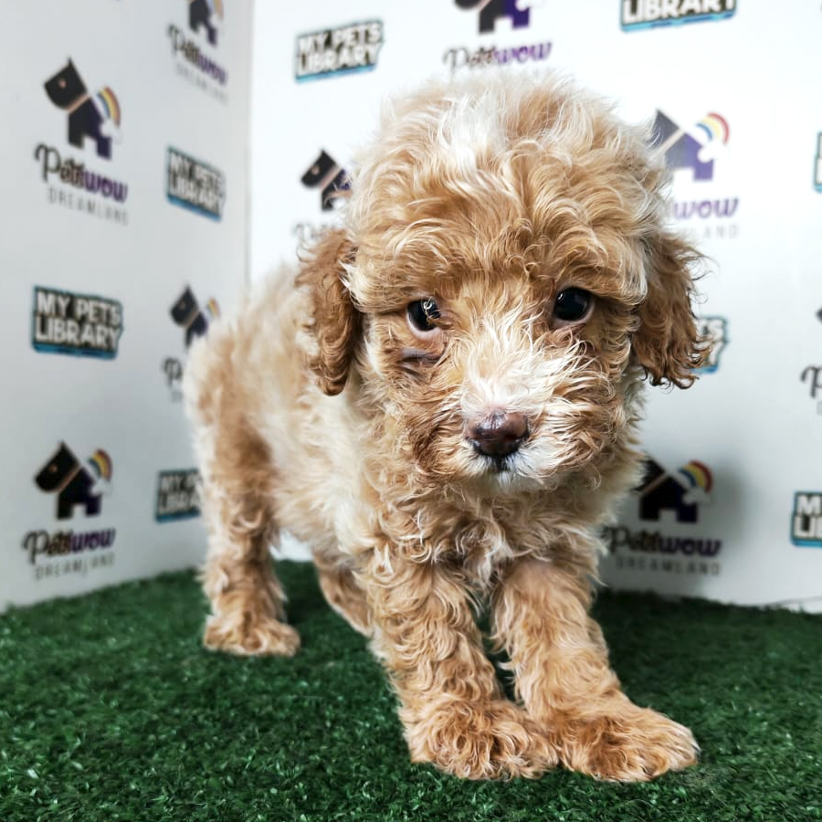 Poodle Puppy