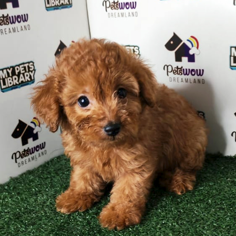Poodle Puppy