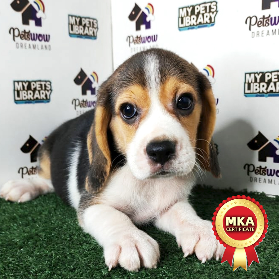 Beagle Puppy