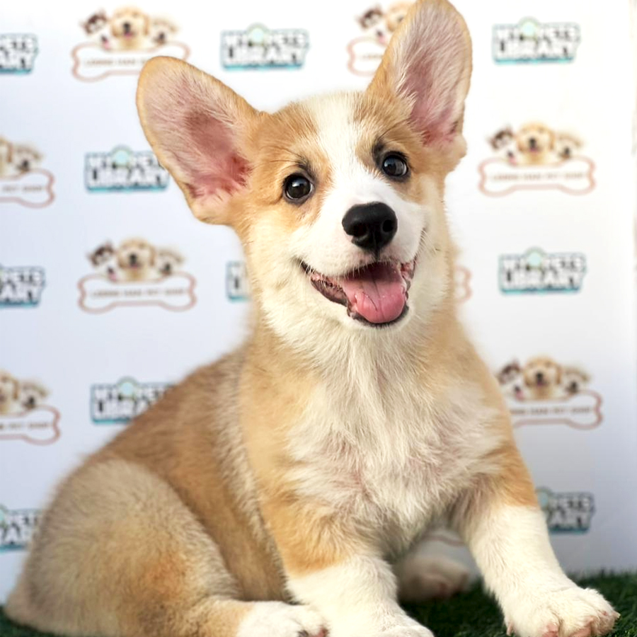 Welsh Corgi Puppy