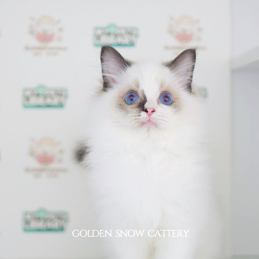 Ragdoll Kitten
