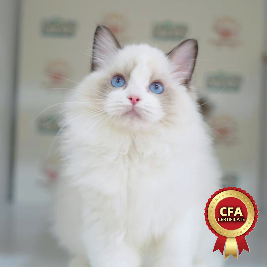 CFA Ragdoll Kitten