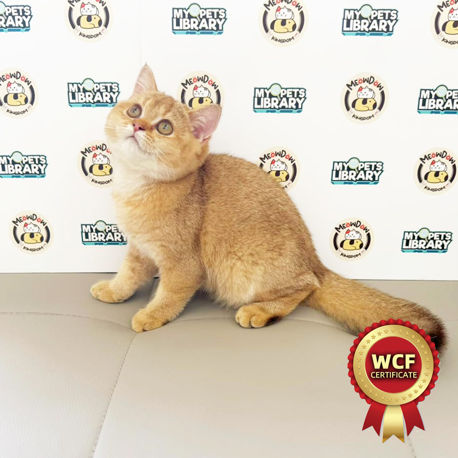 WCF British Shorthair Kitten