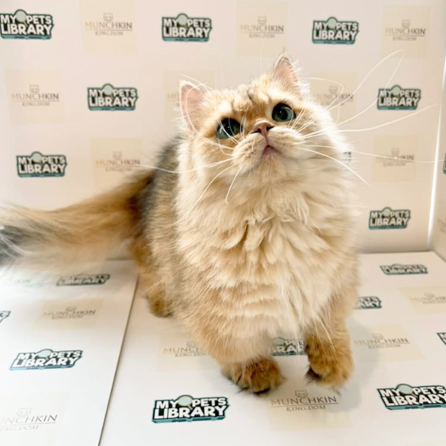 Minuet Napoleon Kitten