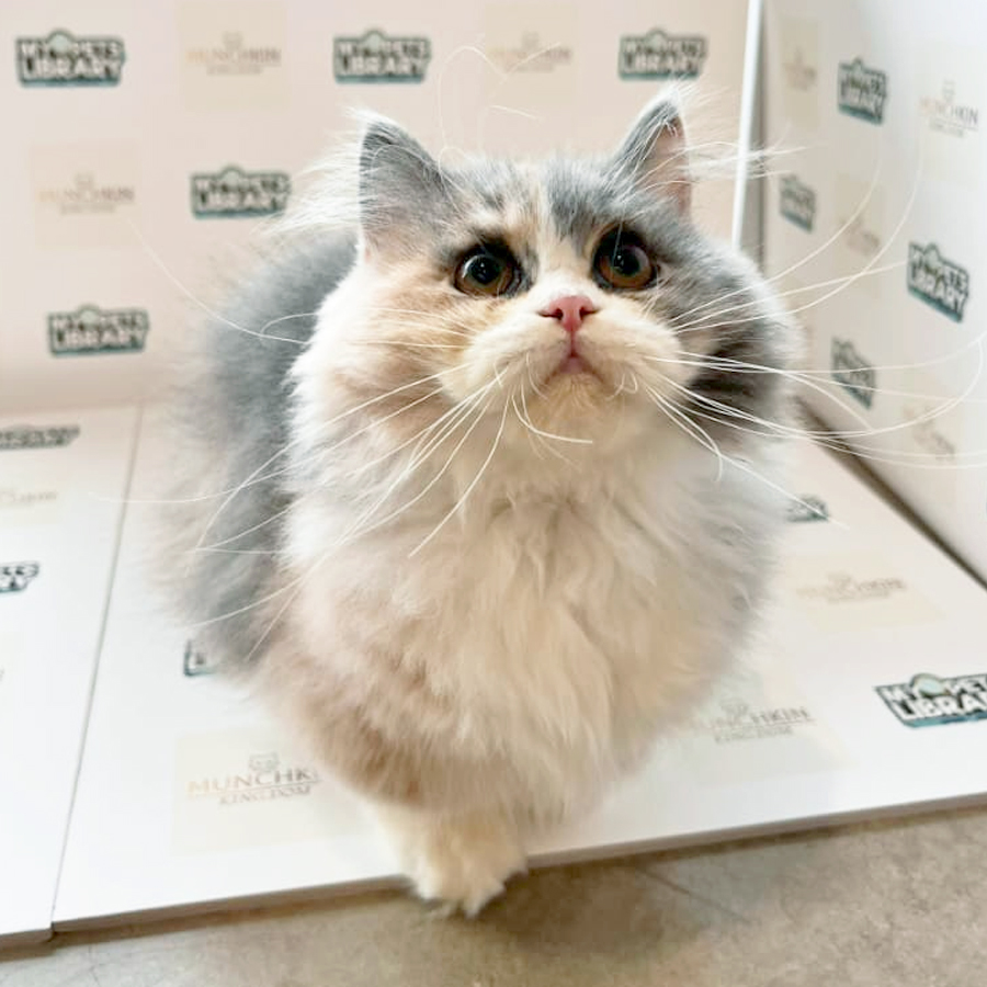 Minuet Napoleon KittenMinuet Napoleon Kitten