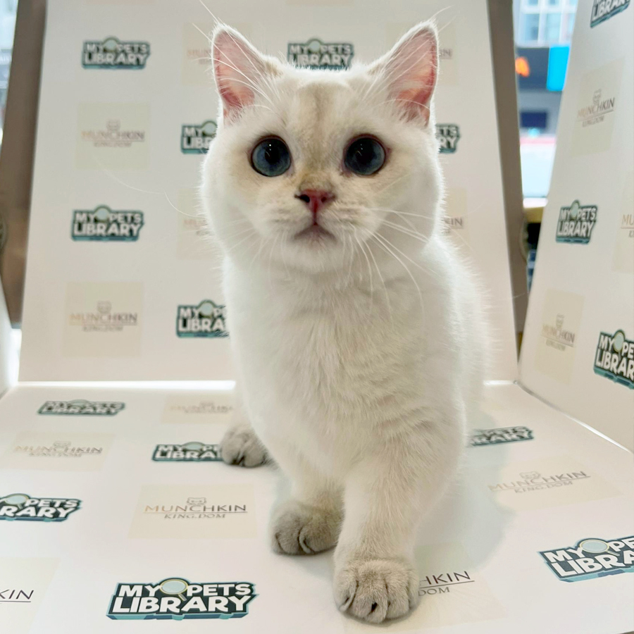 Munchkin Kitten