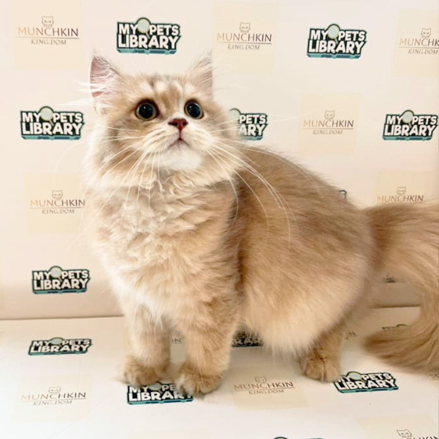 British Longhair Kitten