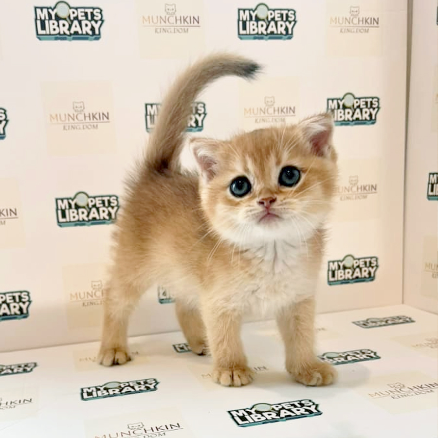 Scottishfold British Shorthair Kitten