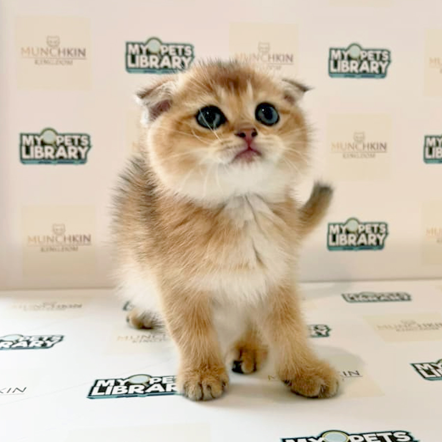 Scottishfold British Shorthair Kitten