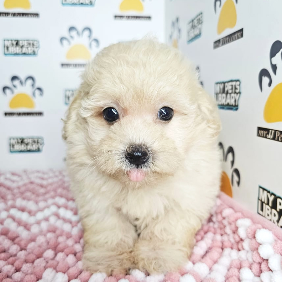 Tiny Poodle Puppy