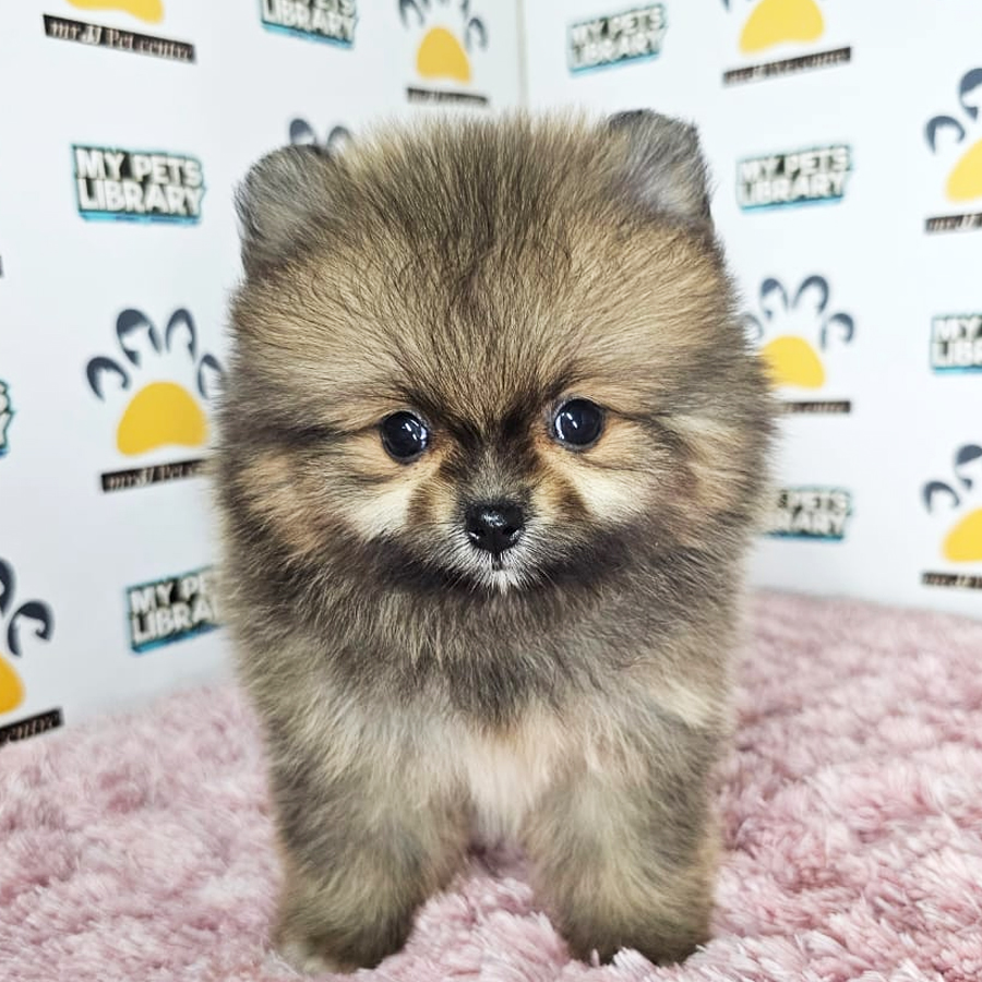 Tiny Pomeranian Puppy