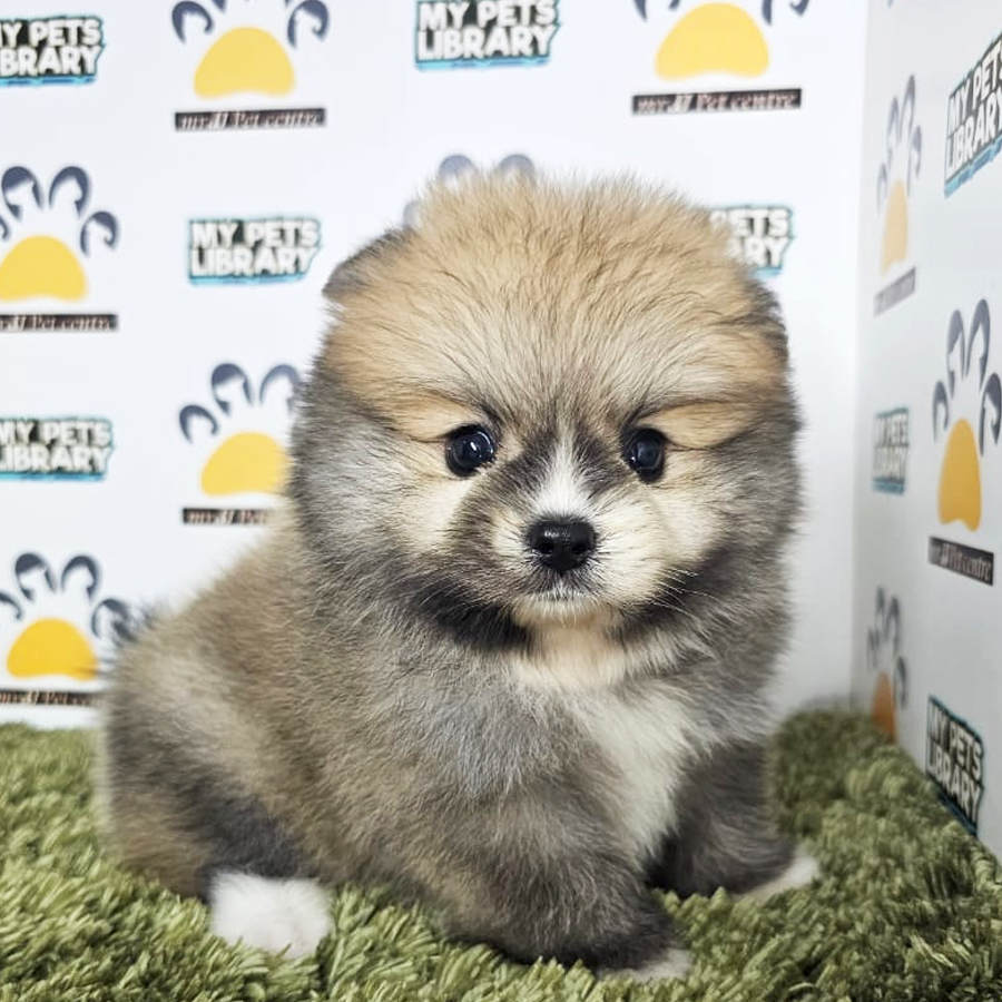 Tiny Pomeranian Puppy