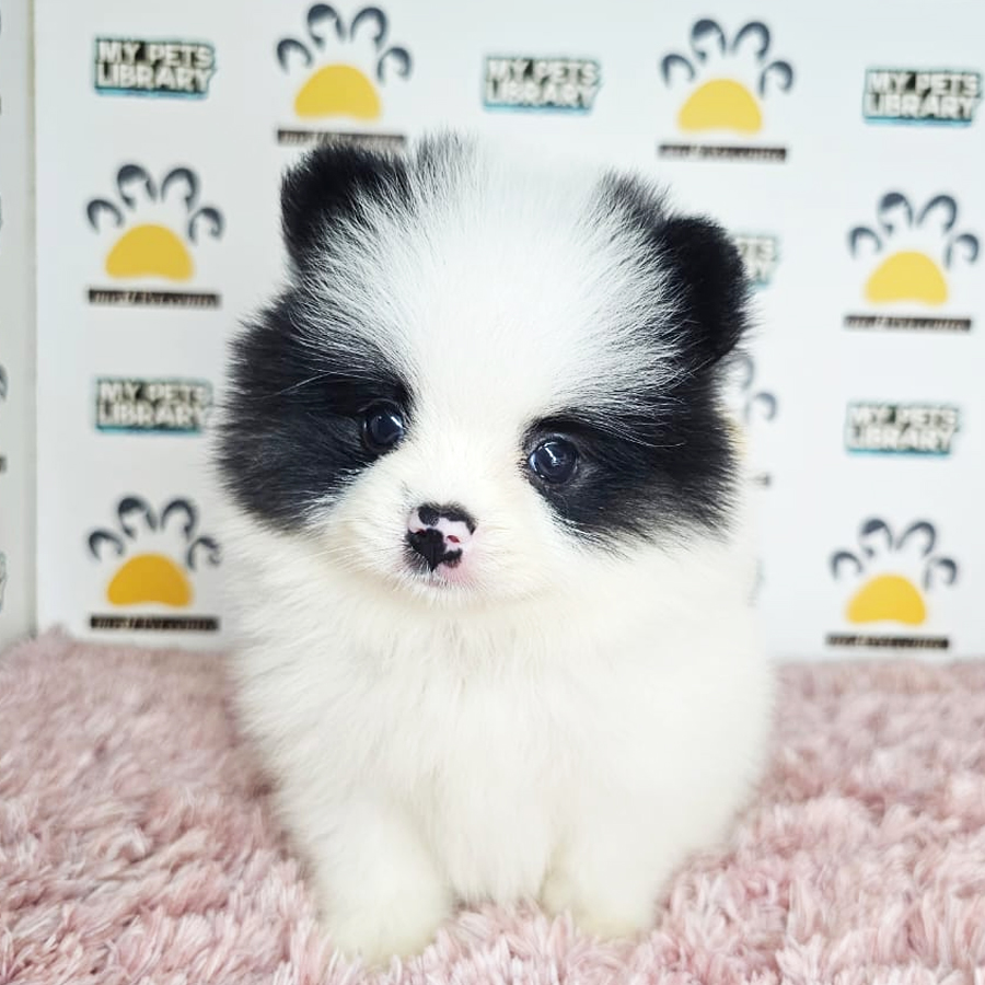 Tiny Pomeranian Puppy