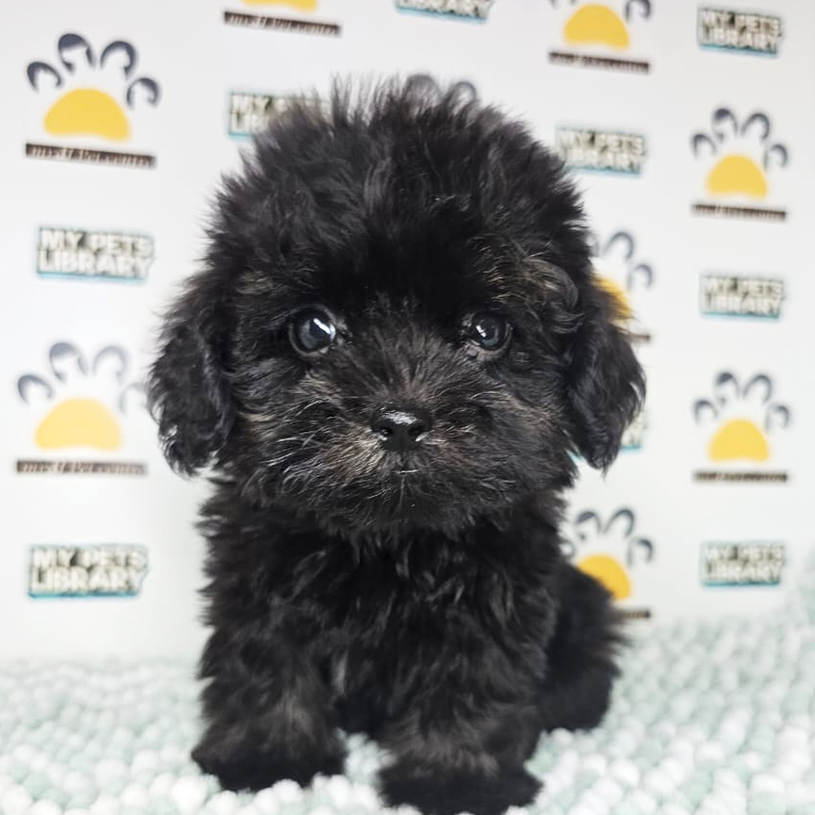 Maltipoo Puppy